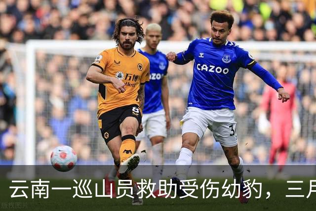 云南一巡山员救助受伤幼豹，三月后豹群夜闯村庄，村民惊醒